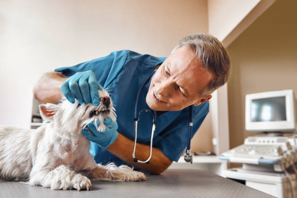 Best Emergency Tooth Extraction in Guerneville, CA